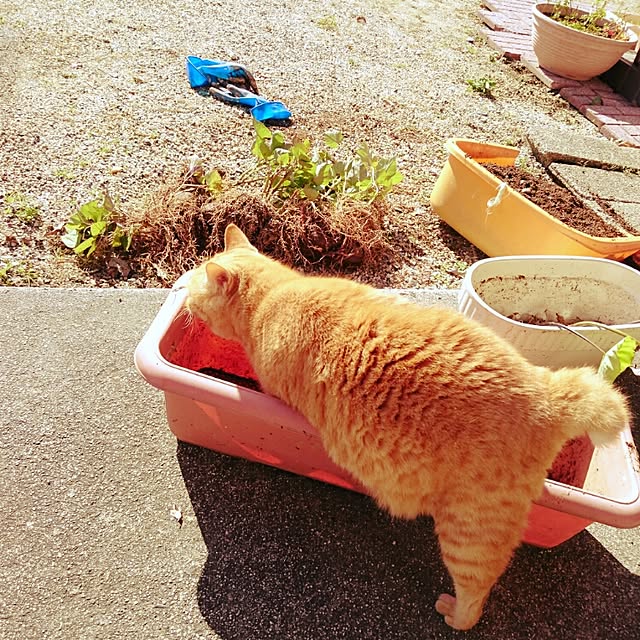 Toraziさんの実例写真
