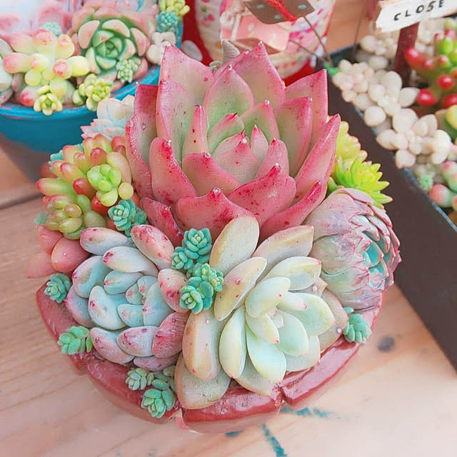 ksyf-naturalさんの実例写真