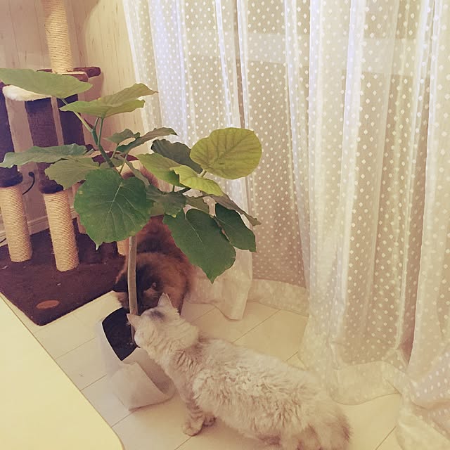 ya---iさんの実例写真