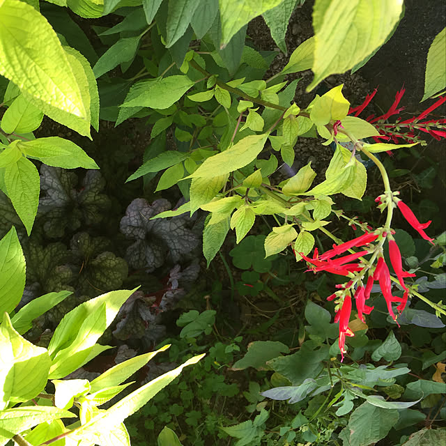 buchiさんの実例写真