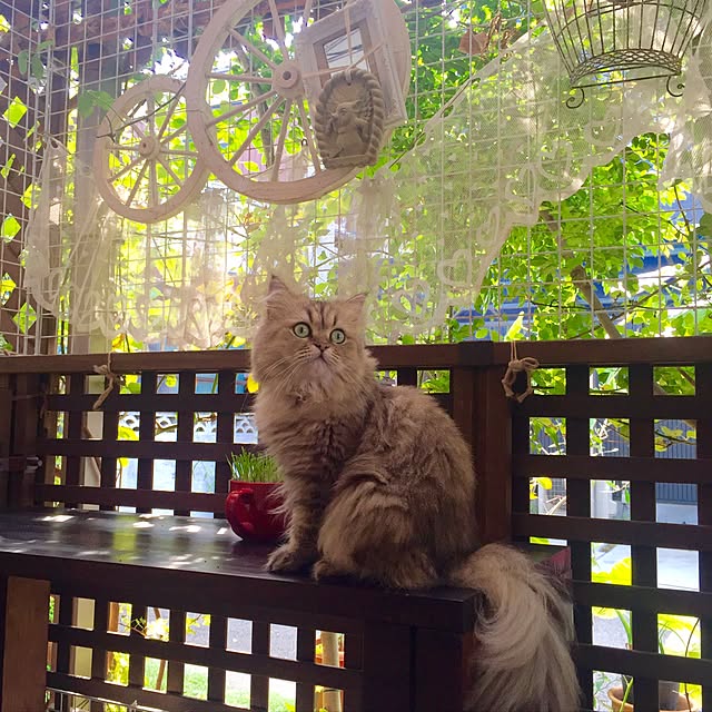 butachanさんの実例写真