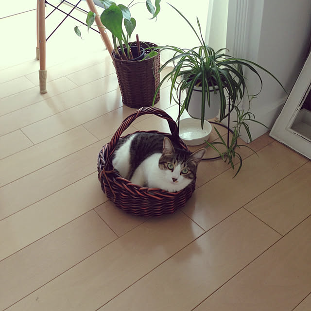 FanFanさんの実例写真