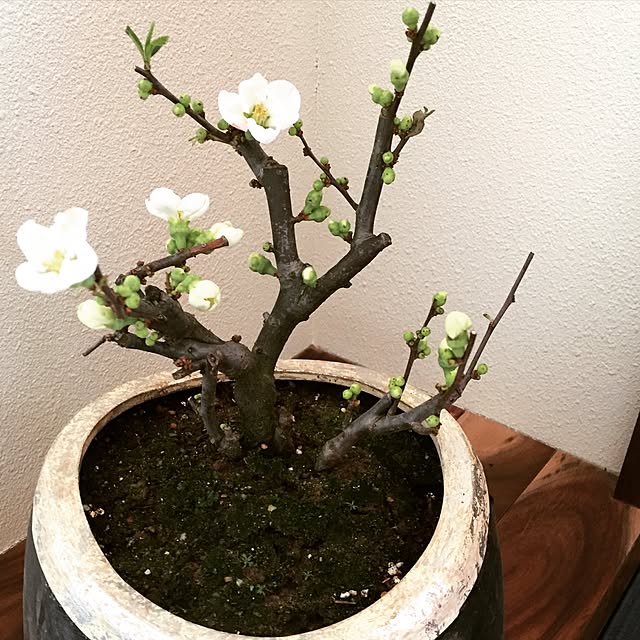 Tomokoさんの実例写真