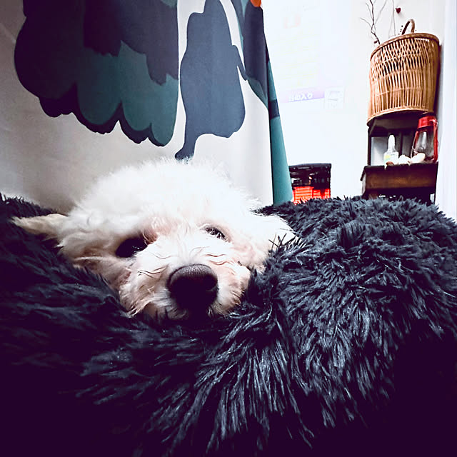 chacoさんの実例写真