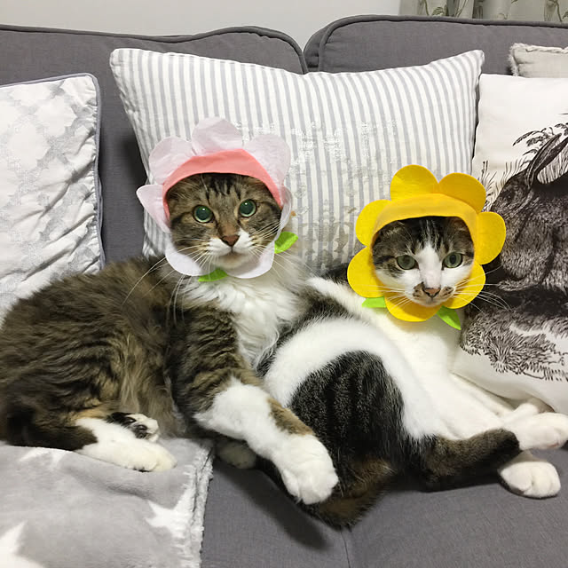 yuchiさんの実例写真