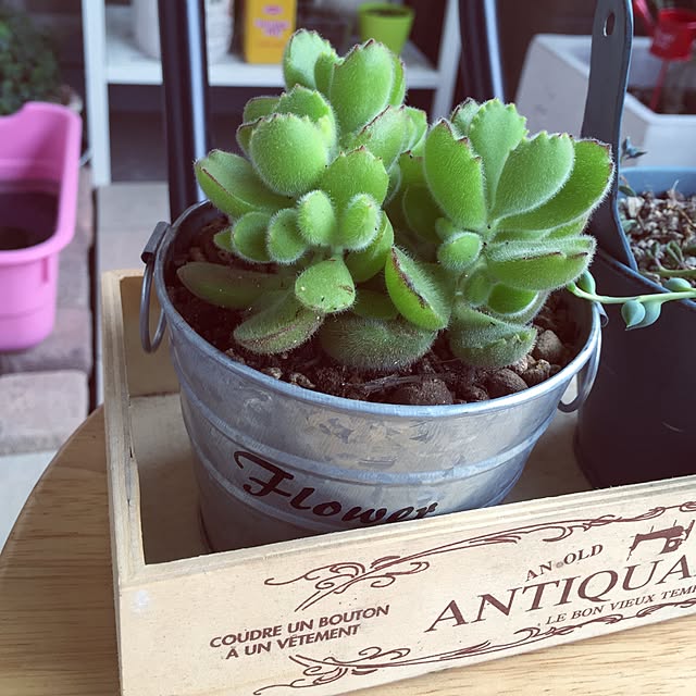 arinkoさんの実例写真