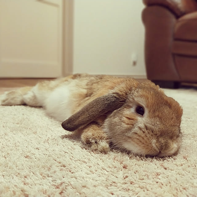 suzuさんの実例写真