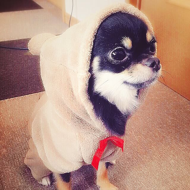 xigyanさんの実例写真