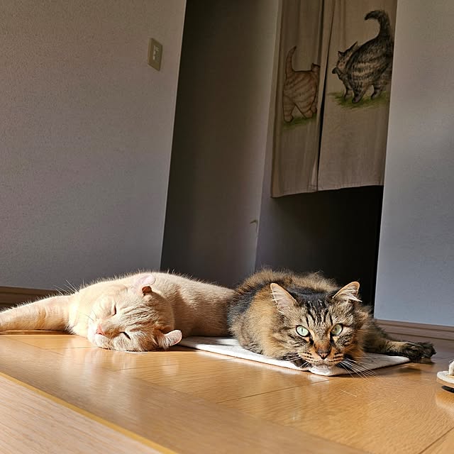 makoさんの実例写真