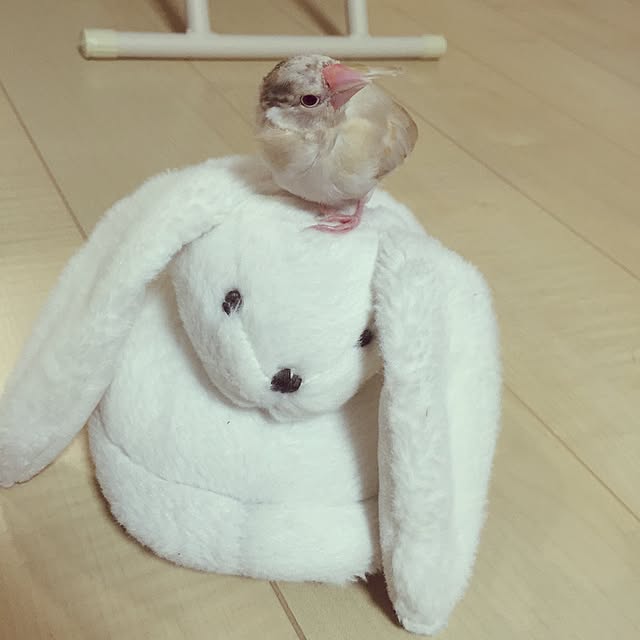 maiiiiiさんの実例写真