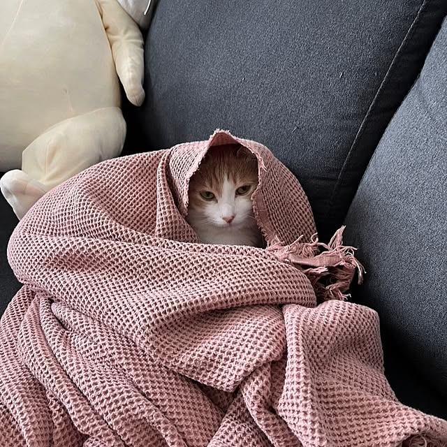 csさんの実例写真