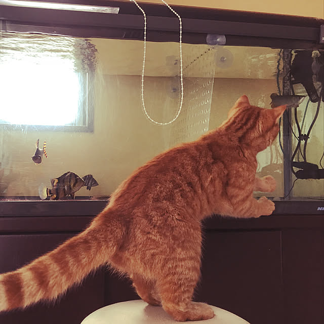 nekoさんの実例写真