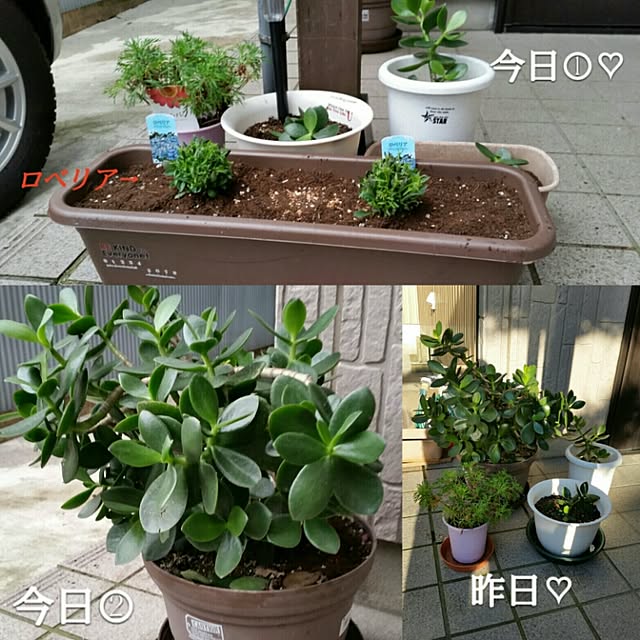 annさんの実例写真