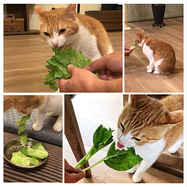 houenさんの実例写真