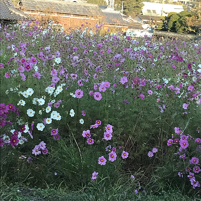 MIUさんの実例写真