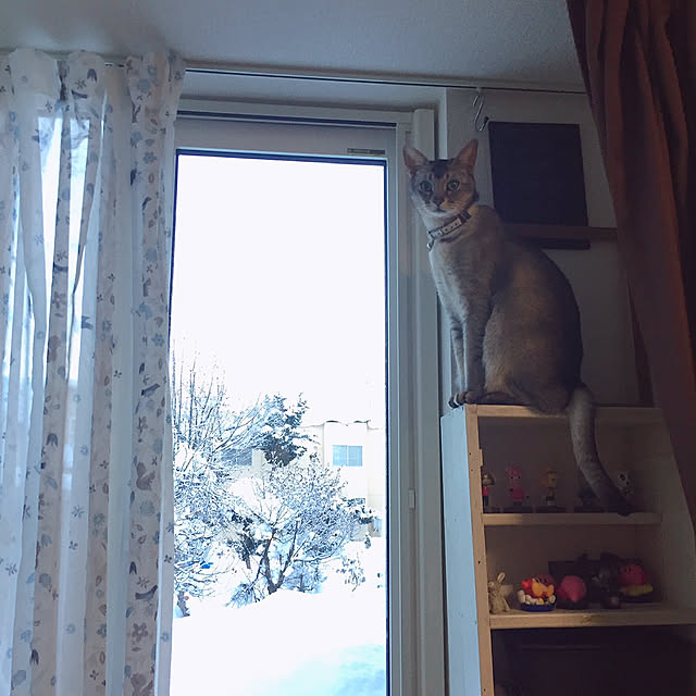 kotoriさんの実例写真
