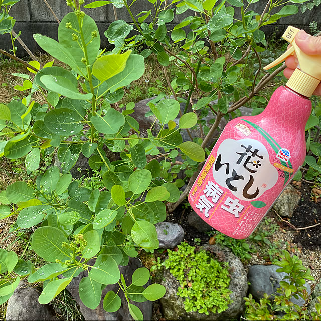uninekoさんの実例写真