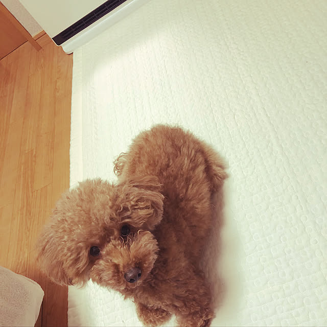 maaaronさんの実例写真