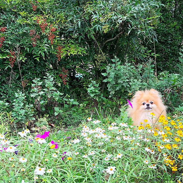 naho81078さんの実例写真
