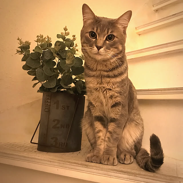 ma-ya-sunsunさんの実例写真