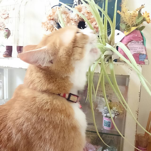 fu-sanさんの実例写真