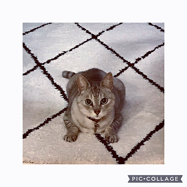 maroさんの実例写真