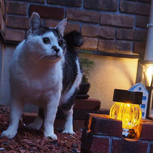 toufuさんの実例写真