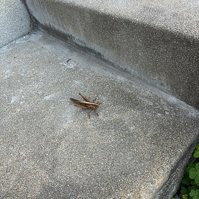 chIoeさんの部屋