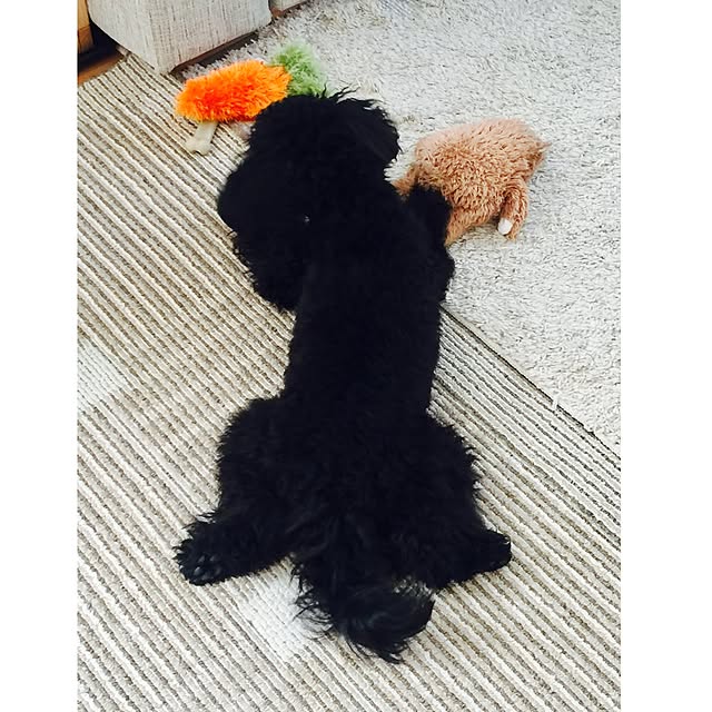 UNI.mamaさんの実例写真