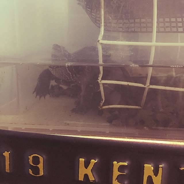 kotoさんの実例写真