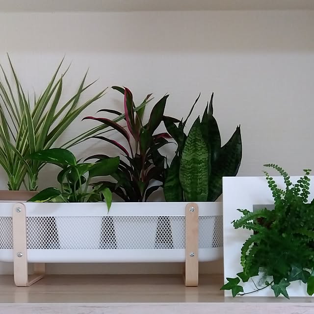 totoさんの実例写真