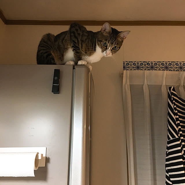 nobikoさんの実例写真