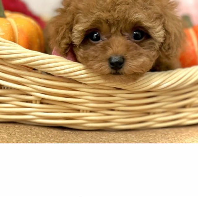 mamizaさんの実例写真