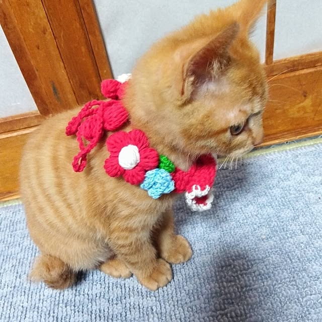 fujiyayuさんの実例写真