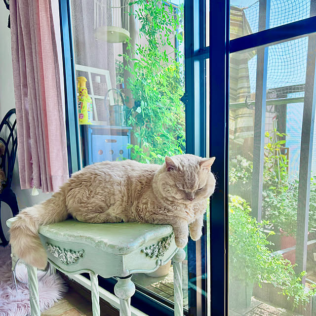 naokoさんの実例写真