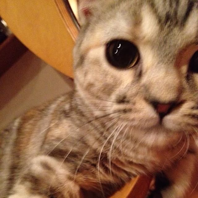 shujiさんの実例写真