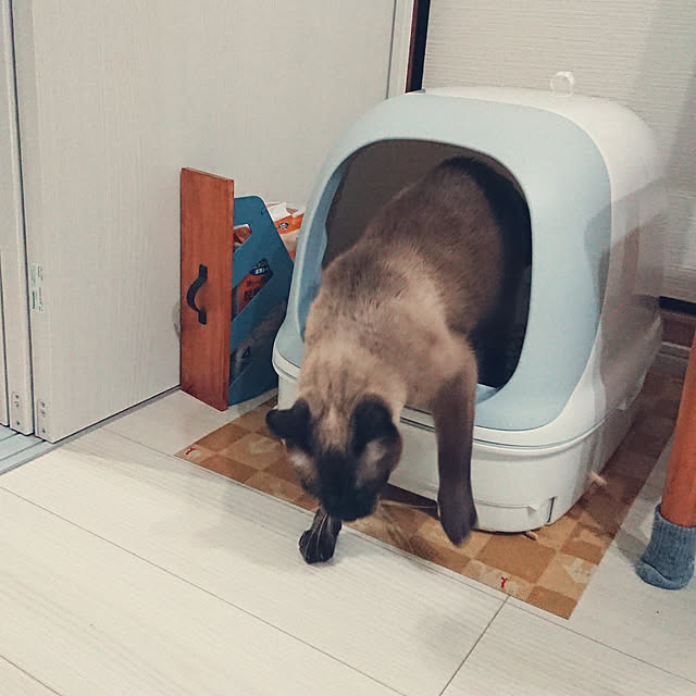 chatnoirさんの実例写真