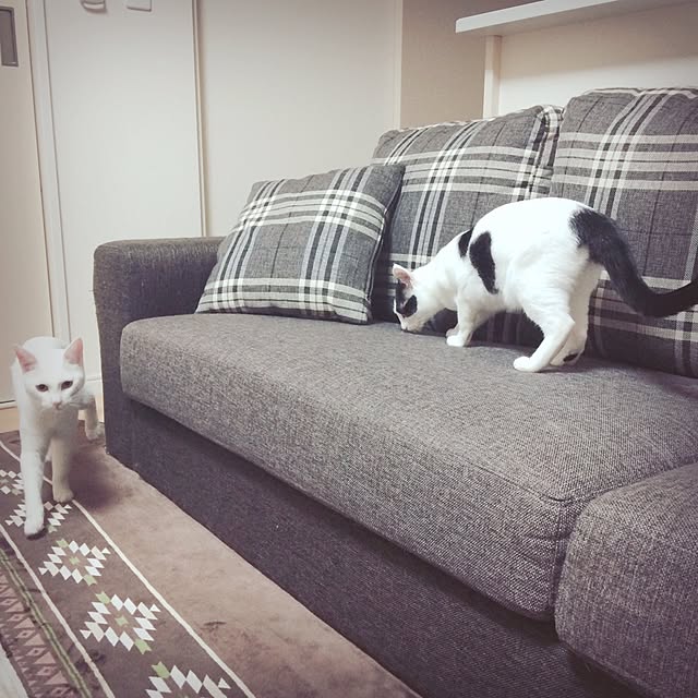 mi-kaさんの実例写真