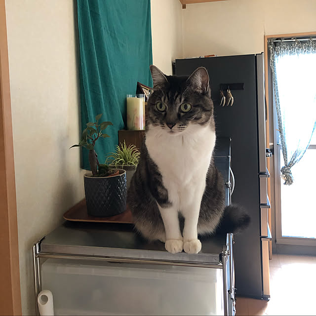junbuさんの実例写真