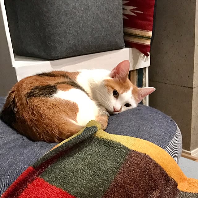 ziziguguさんの実例写真