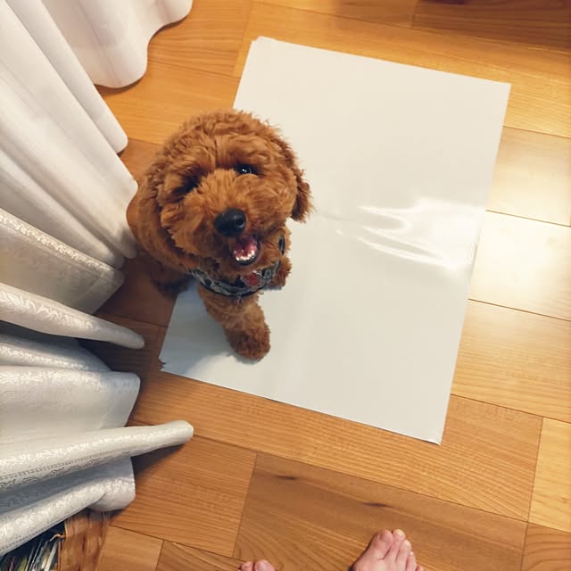 chokocreamさんの実例写真