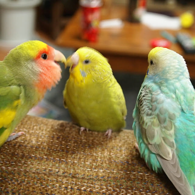 karinさんの実例写真