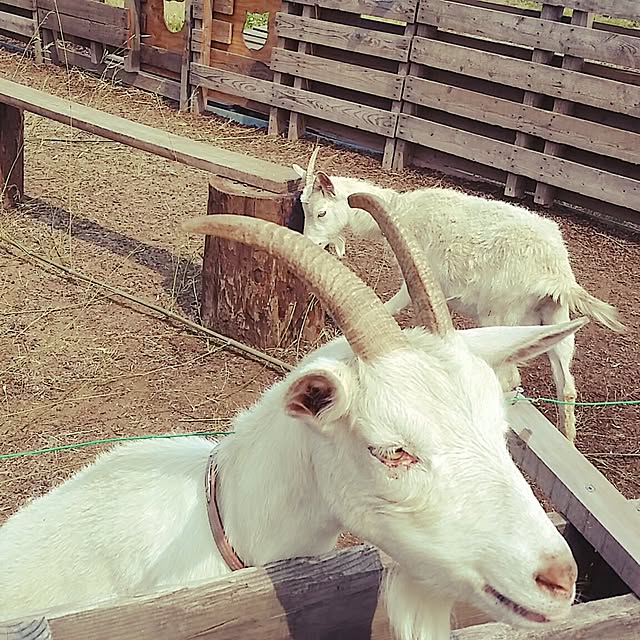 ayumitsuさんの実例写真