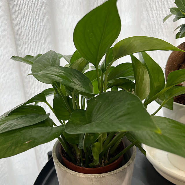 tomokokoさんの部屋
