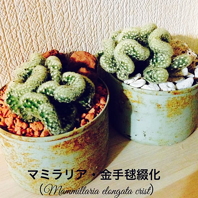 Y.Mさんの実例写真