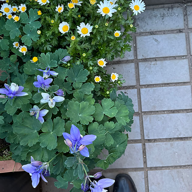 mamizaさんの実例写真
