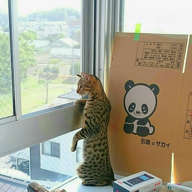 ken.kawakamiさんの実例写真