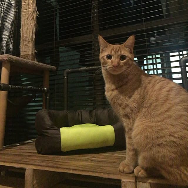 sumisumiさんの実例写真