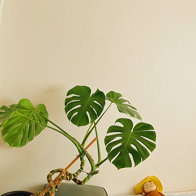 98tanioさんの実例写真