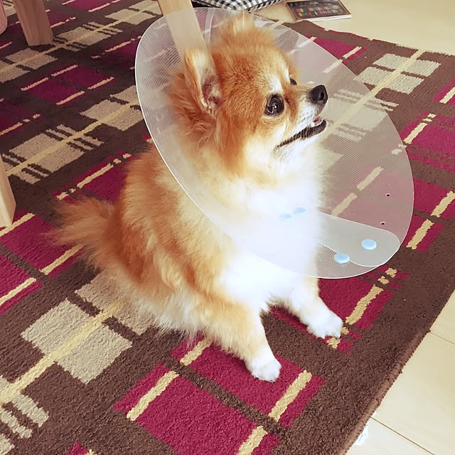 pariさんの実例写真